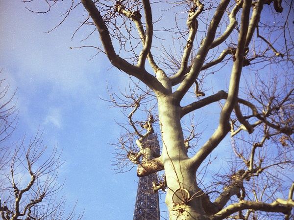 Tree and Eiffel Tower