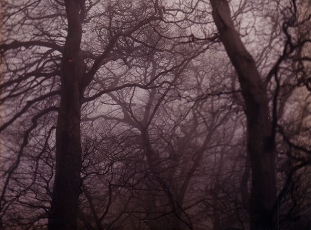 trees shrouded in fog