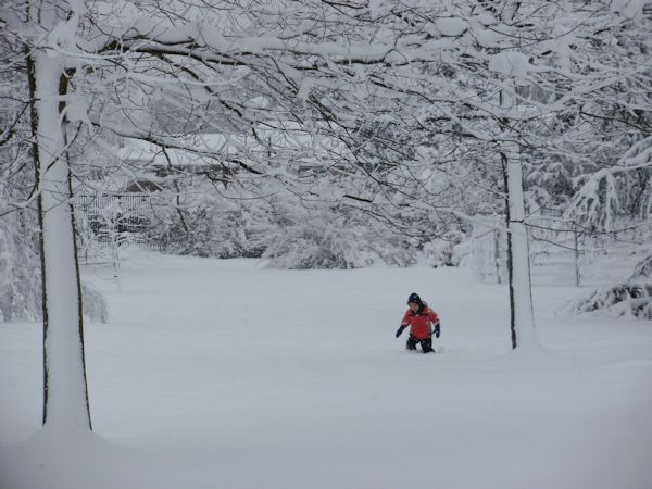 trees covered in snow